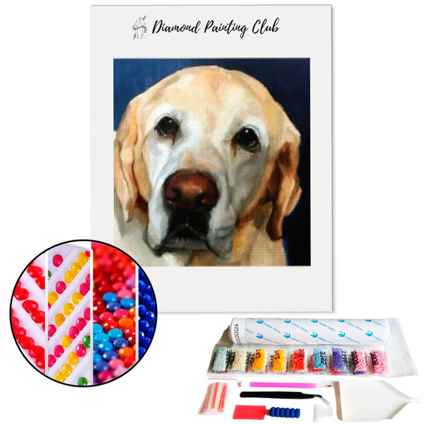 Diamond Painting Labrador Senior | Diamond-painting-club.nl