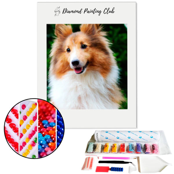 Diamond Painting Shetland Herder | Diamond-painting-club.nl