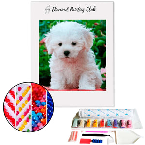 Diamond Painting Witte Bichon | Diamond-painting-club.nl