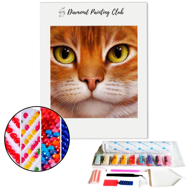 Diamond Painting Gezicht van Kat | Diamond-painting-club.nl