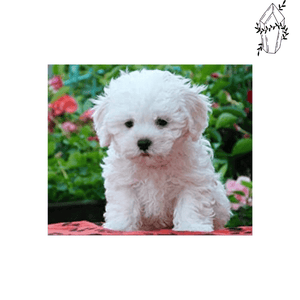 Diamond Painting Witte Bichon | Diamond-painting-club.nl