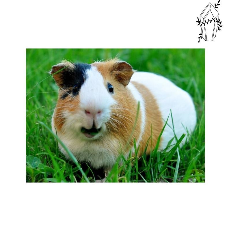 Diamond painting Cavia | Diamond-painting-club.nl