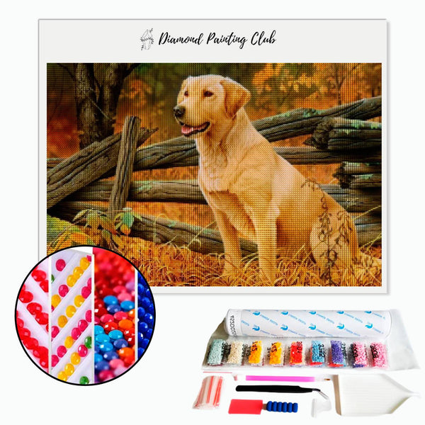 Diamond painting Labrador & Herfst | Diamond-painting-club.nl