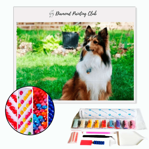 Diamond painting bruine Border collie | Diamond-painting-club.nl