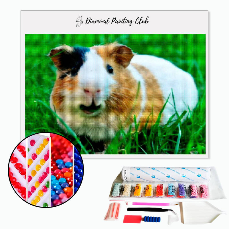 Diamond painting Cavia | Diamond-painting-club.nl