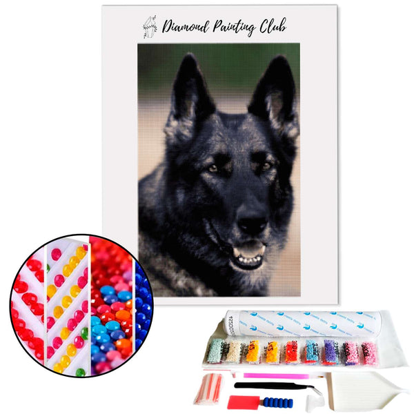 Diamond Painting Belgische Herder | Diamond-painting-club.nl