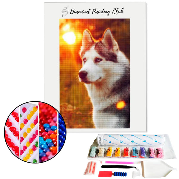 Diamond Painting Husky Zonsondergang | Diamond-painting-club.nl