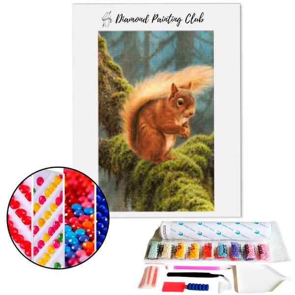 Diamond Painting Rode Eekhoorn | Diamond-painting-club.nl