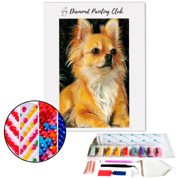 Diamond Painting Chihuahua met lang haar | Diamond-painting-club.nl